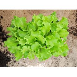 Plants BIO de Salade Batavia - 15 mottes