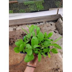 Plants de Poirée Bio - 12 mottes