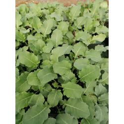 Plant CHOU BROCOLIS BIO - Godet de 7cm