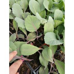 Plant de CHOU ROUGE BIO - godet de 7 cm
