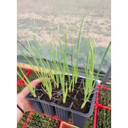 Barquettes 12 plants oignons jaunes BIO - mottes