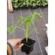 Plant de Tomate Marmande BIO