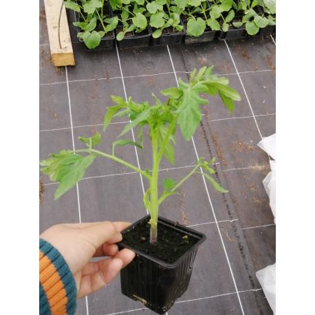 Plant de Tomate Marmande BIO