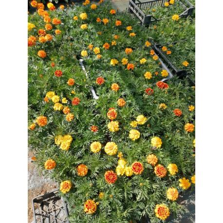 Plant d'oeillet d'inde BIO