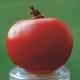 Plant de Tomate BIO - Rose de Berne