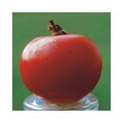 Plant de Tomate BIO - Rose de Berne