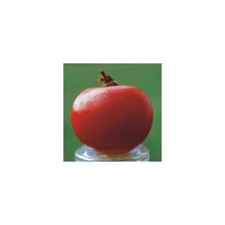 Plant de Tomate BIO - Rose de Berne