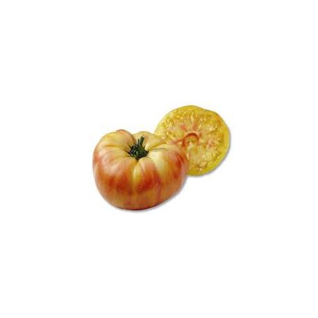 Plant de Tomate BIO Ananas