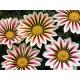 Gazania BIO Barquette de 6 plants