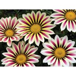 Gazania BIO Barquette de 6 plants