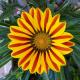 Gazania BIO Barquette de 6 plants