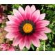 Gazania BIO Barquette de 6 plants