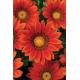 Gazania BIO Barquette de 6 plants