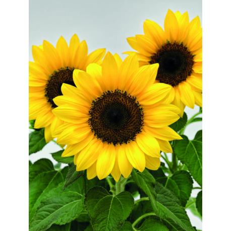 Plant de tournesol Nain Bio