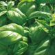 Plant de Basilic Vert BIO - godet de 8cm