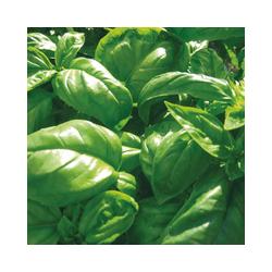 Plant de Basilic Vert BIO - godet de 8cm