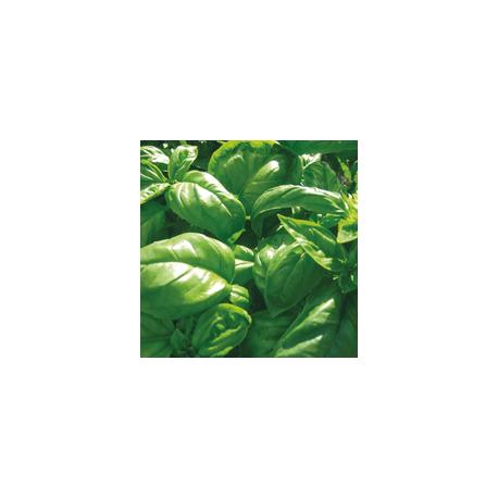 Plant de Basilic Vert BIO - godet de 8cm
