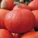 Plant de potimarron BIO