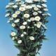 Plant de Reine Marguerite Blanche