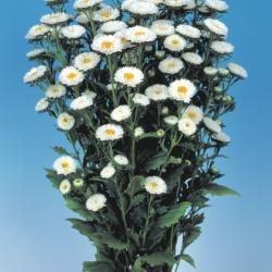 Plant de Reine Marguerite Blanche