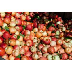 Pommes 1kg