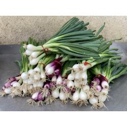 oignons (botte)