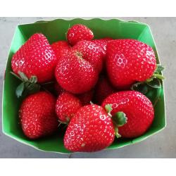 Barquette de Fraise 250g