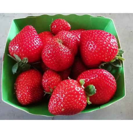 Barquette de Fraise 250g